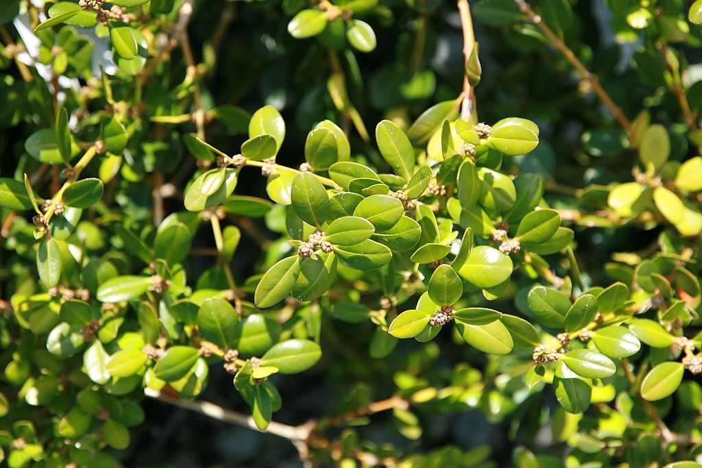 What Impacts the Lifespan of Shrubs on my Commercial Property?